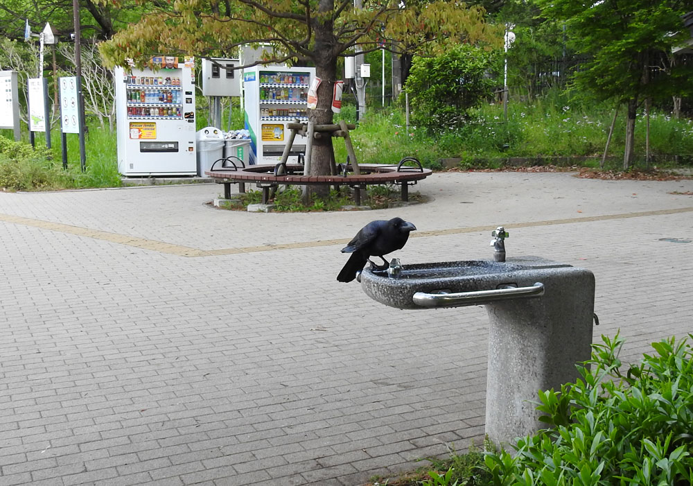 公園で水を飲むカラス